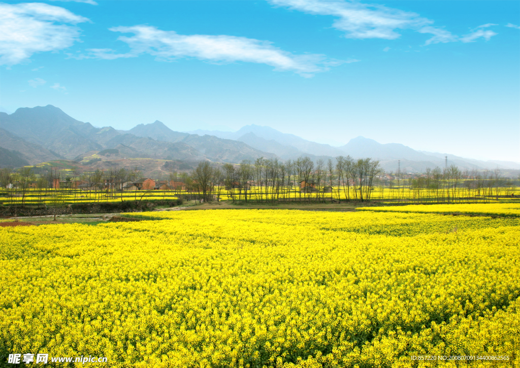 藍天油菜花