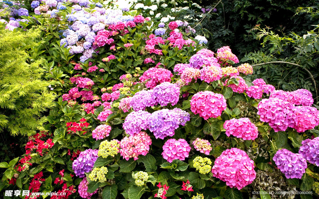 花草