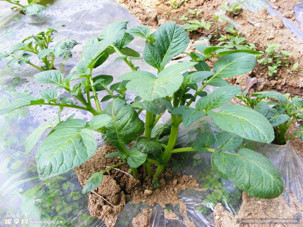 土豆莖葉