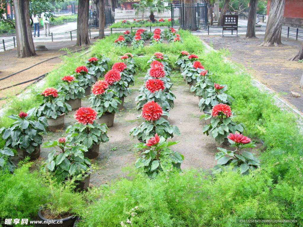 花圃