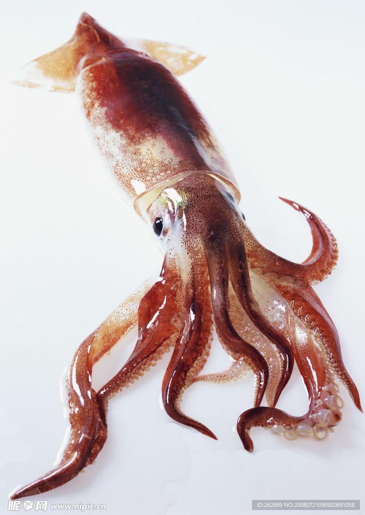 魷魚