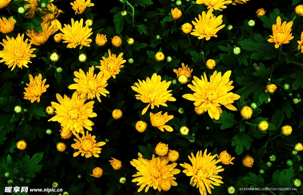 菊花