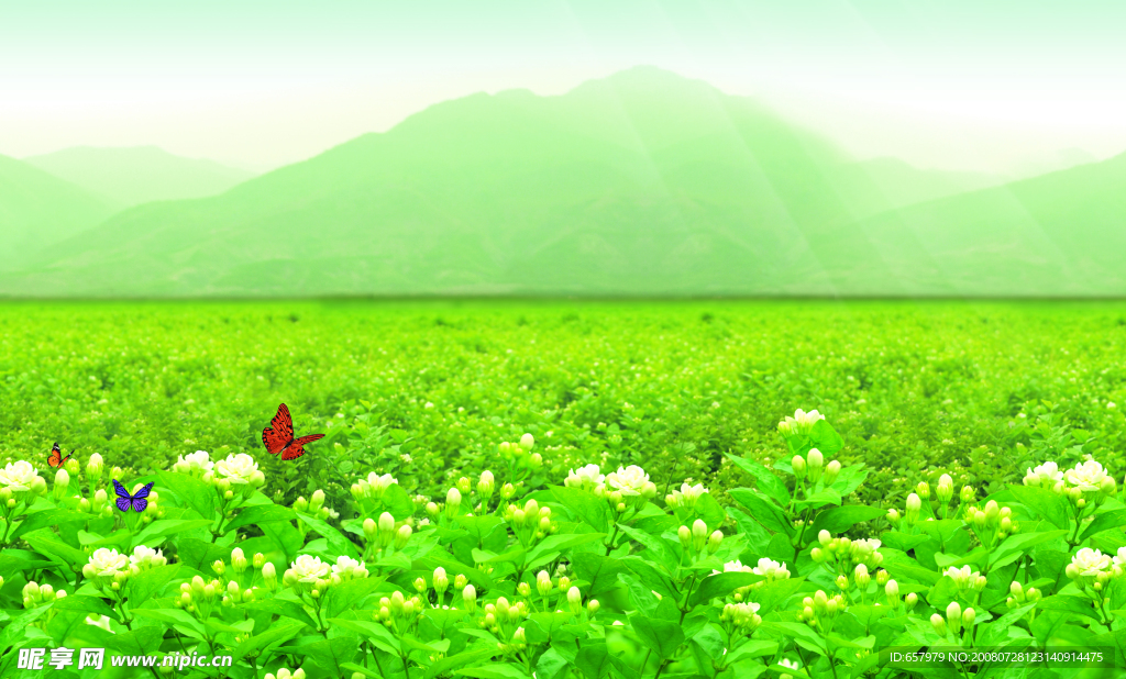 茉莉花 綠色