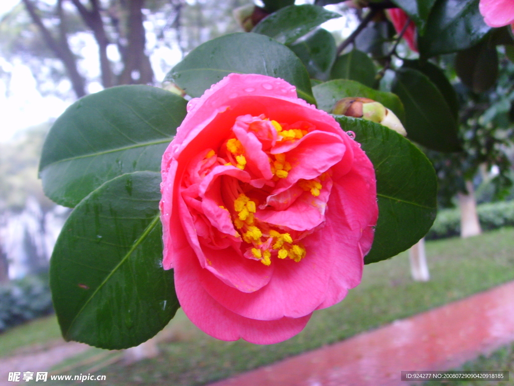 雨中花