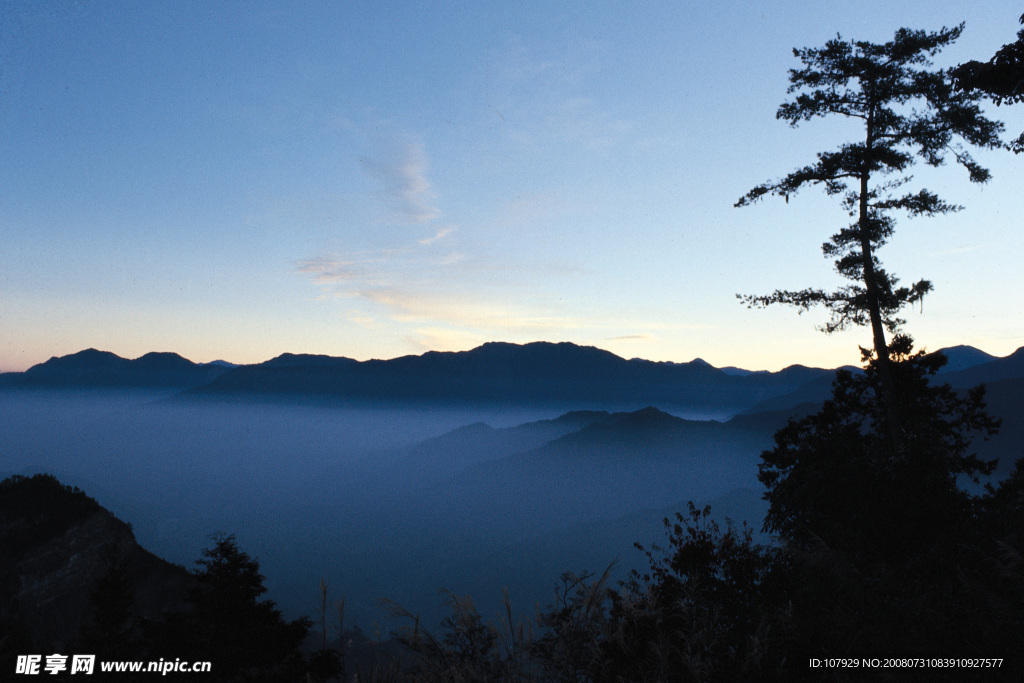 遠岱與青松