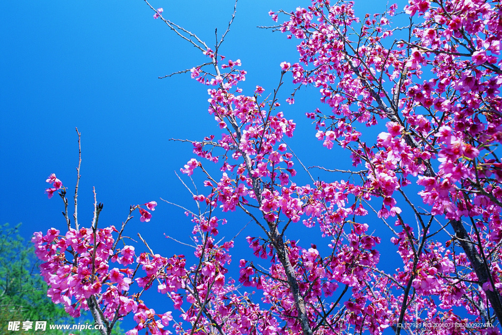 芬芳桃花