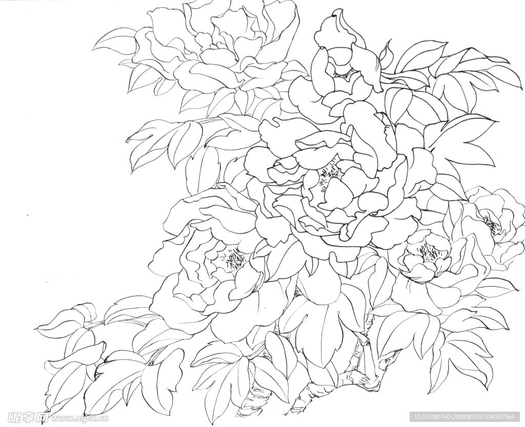 白描牡丹