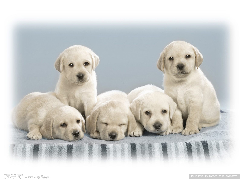 拉布拉多犬