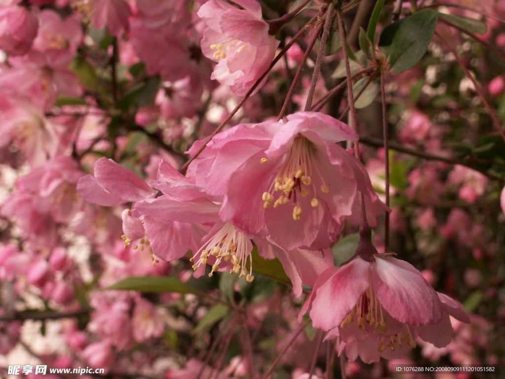 櫻花