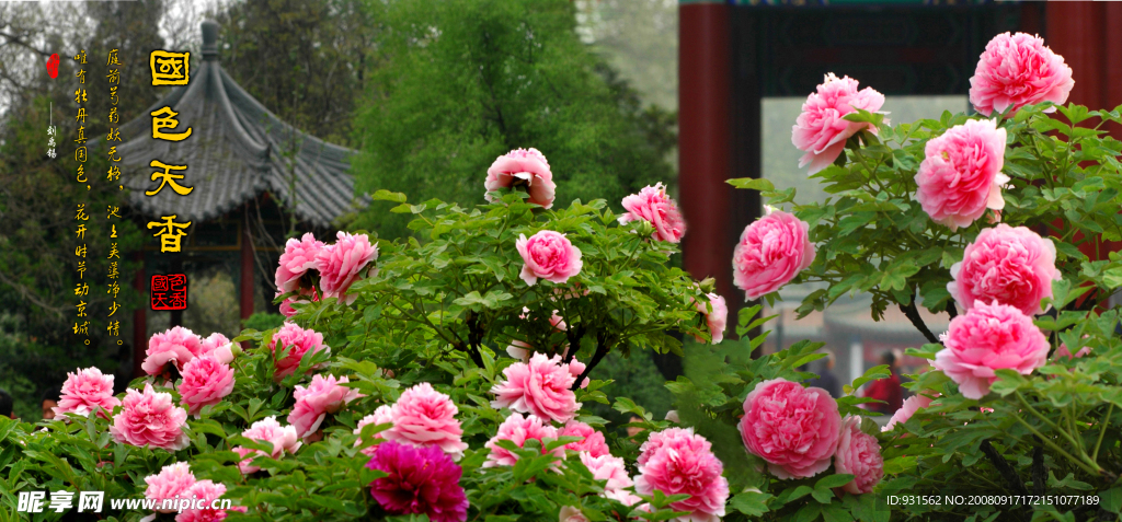 洛陽牡丹