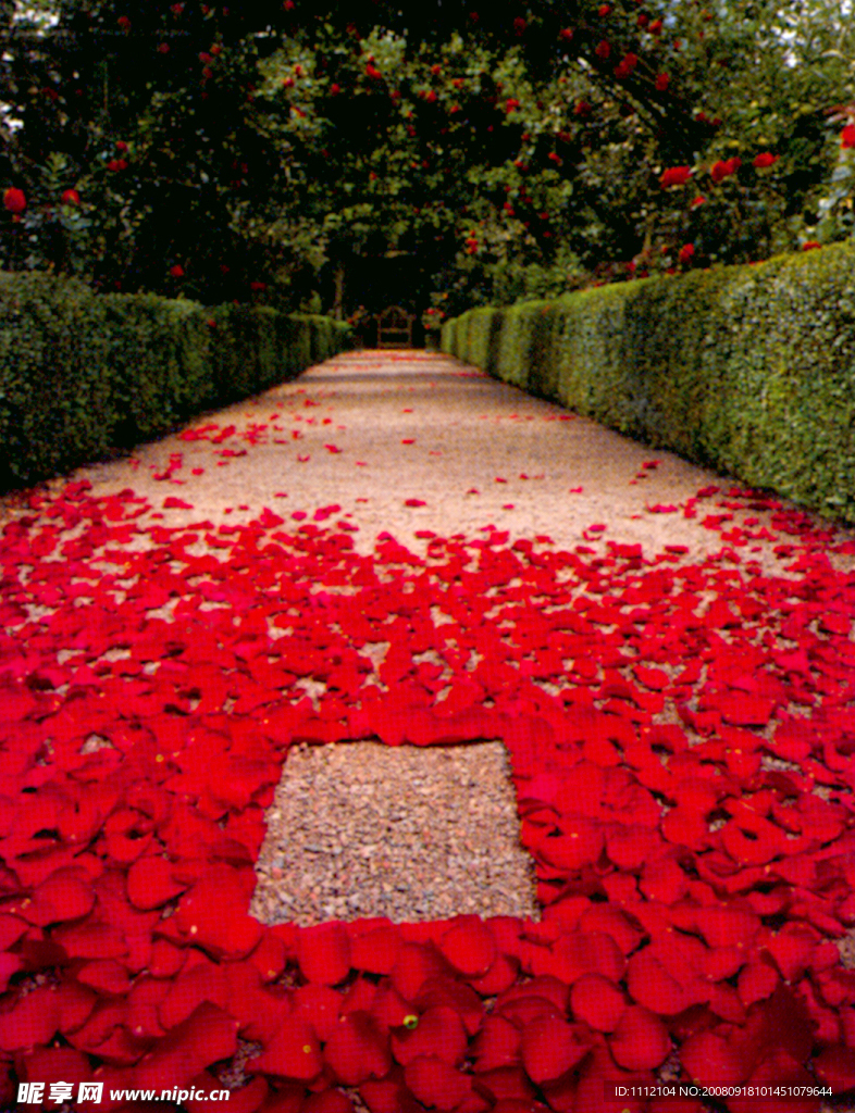 鮮花鋪路