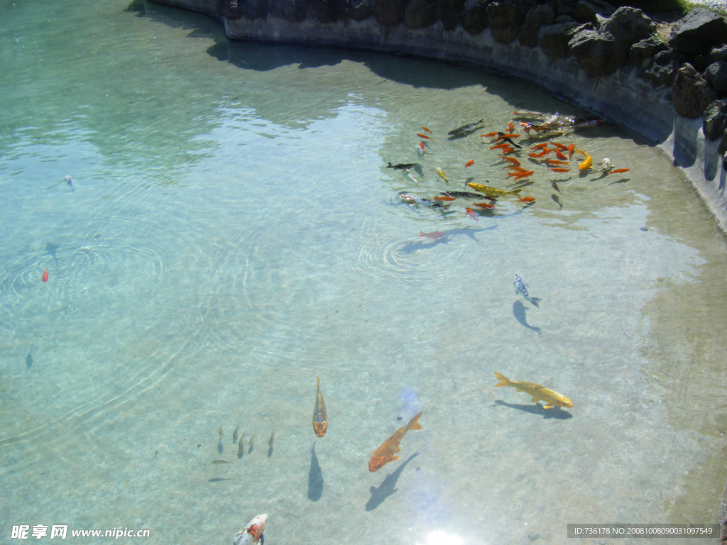 金魚