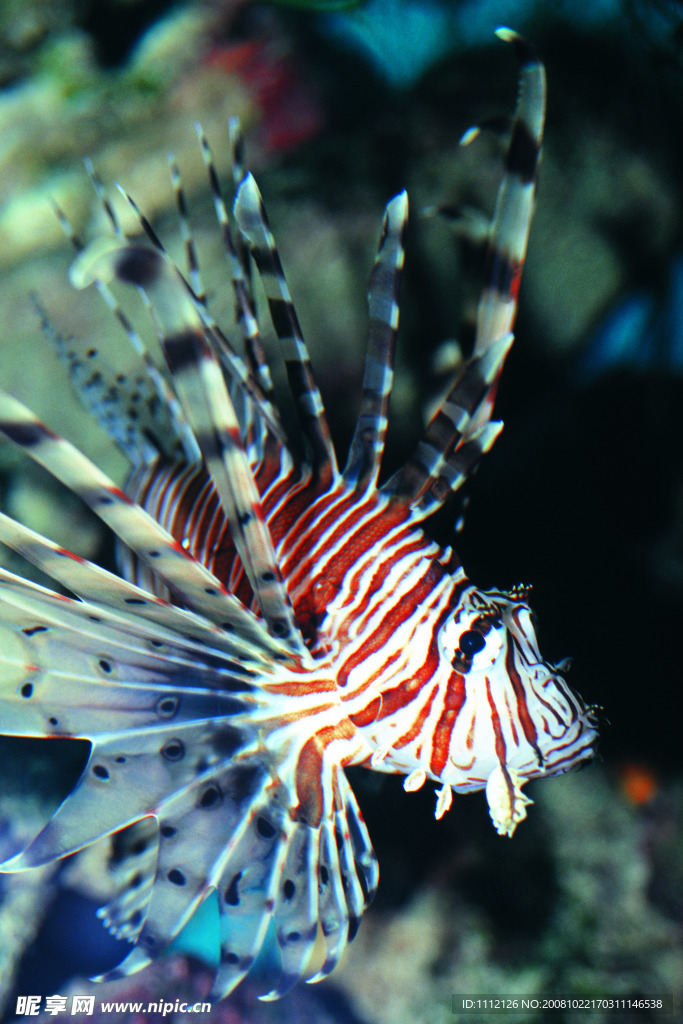 魚類