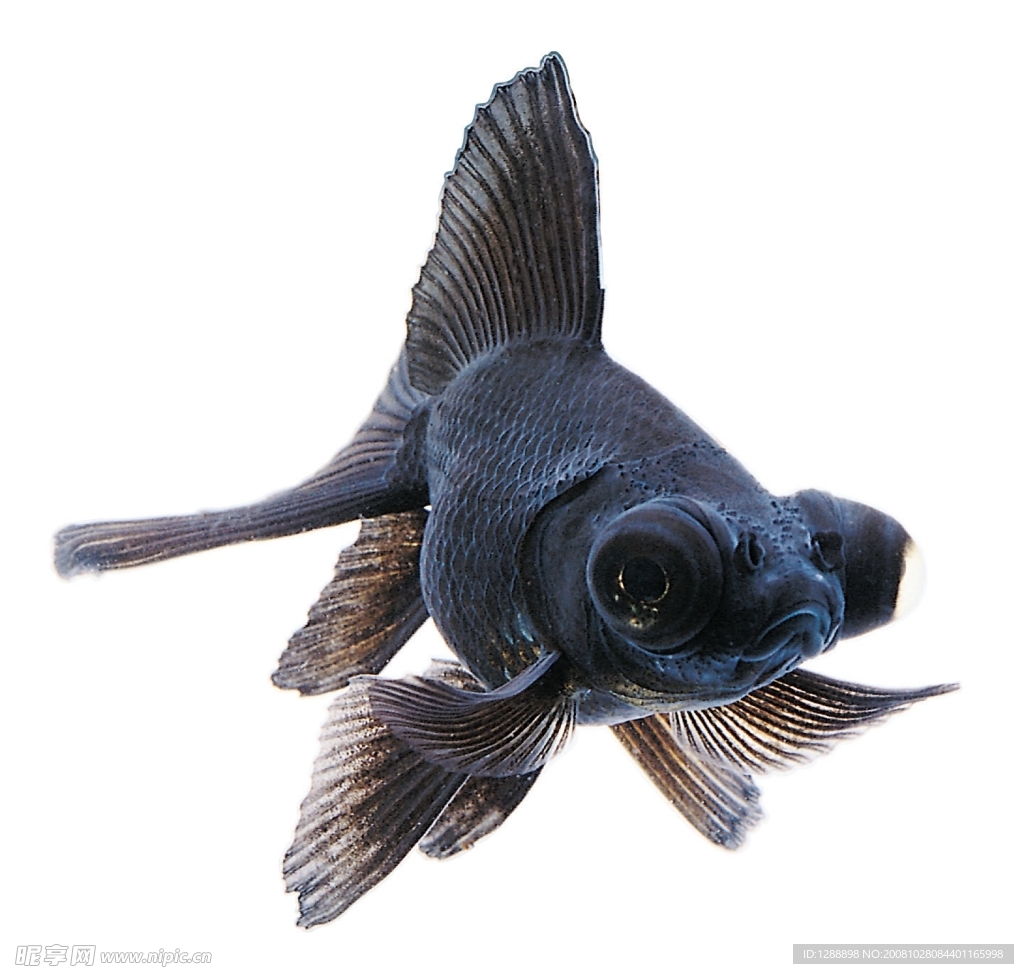 金魚