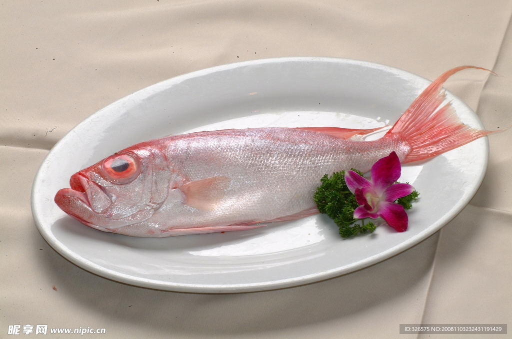 大眼睛魚