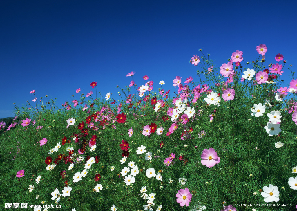 野花藍天