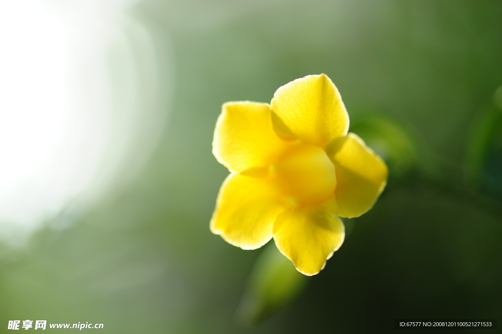 近拍的小黃花