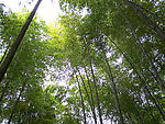 竹林