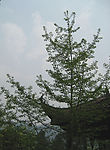 樹屋檐