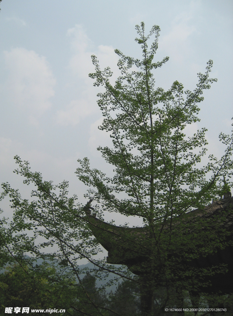 樹屋檐