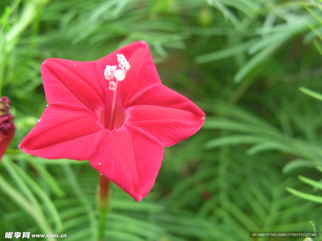 小紅花