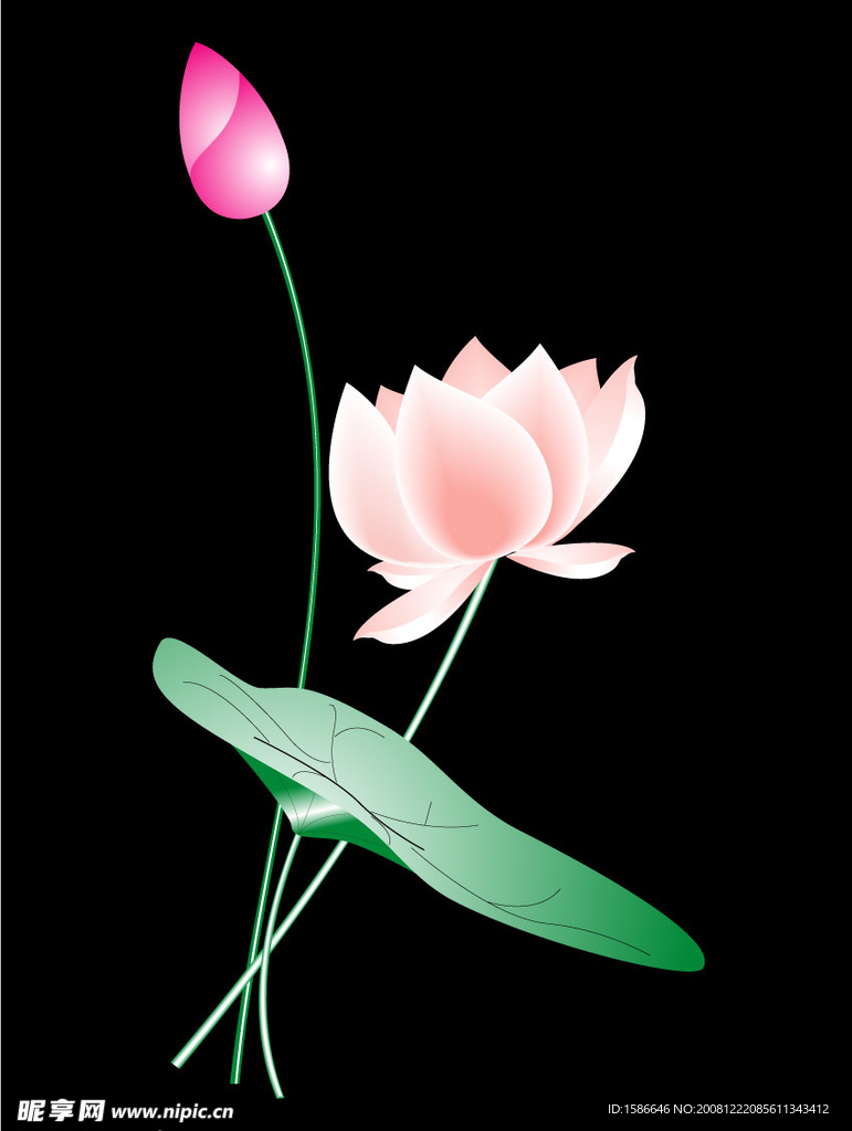 蓮花