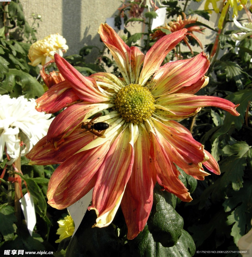 菊花新品選
