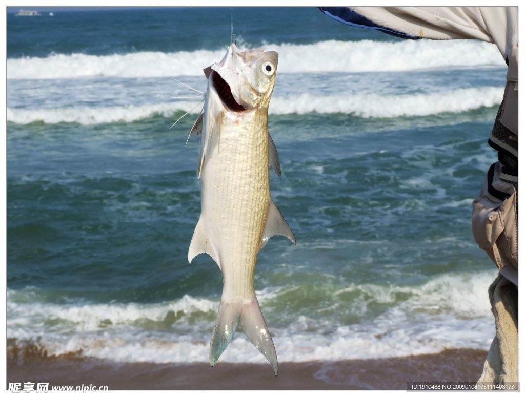 海南灘釣馬友魚