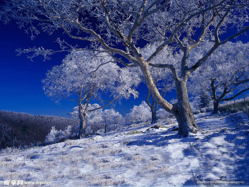 冬季雪景 樹 雪地