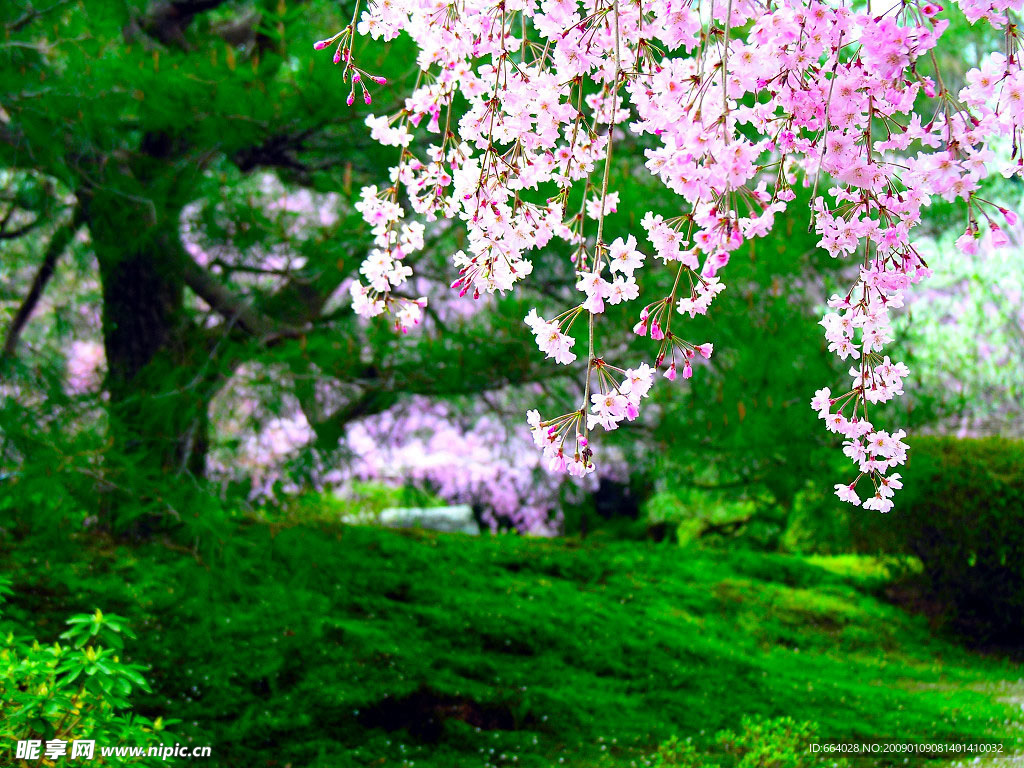 樹林 桃花