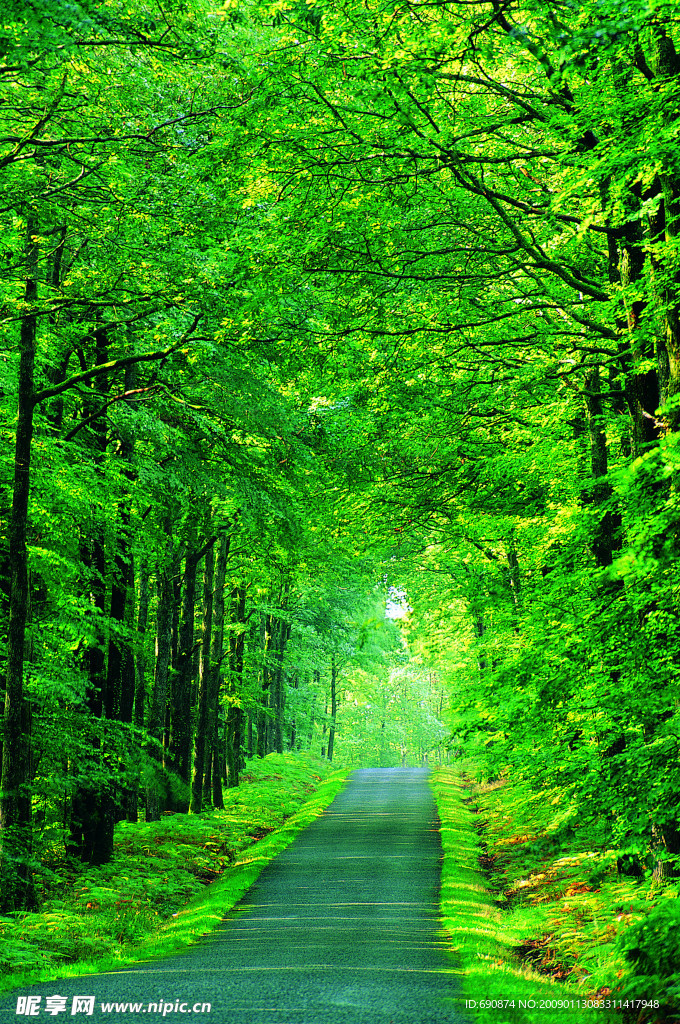 自然風景 樹林小路