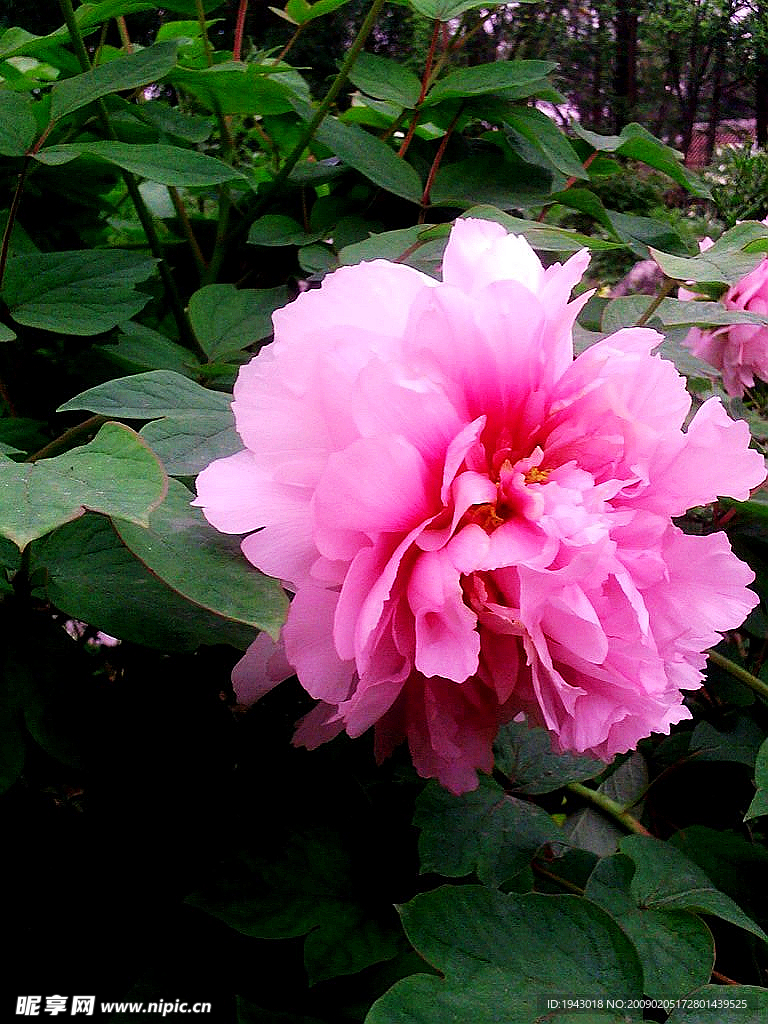 百花園里唯牡丹