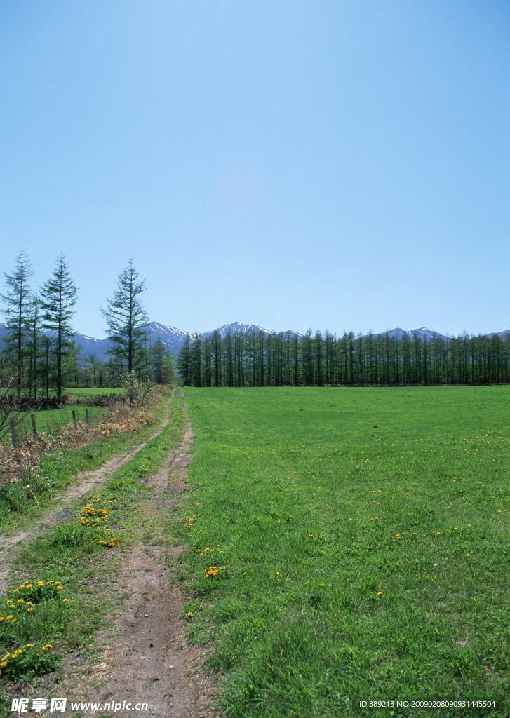 美丽的田野