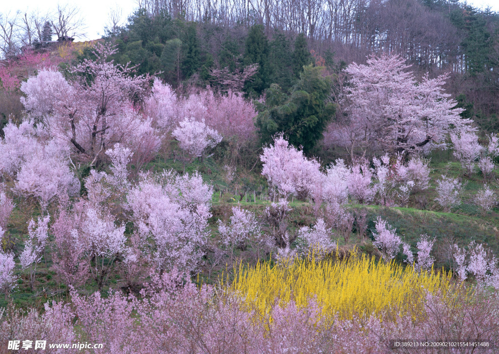 山花爛漫