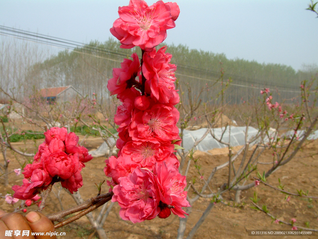 又是桃花開(kāi)