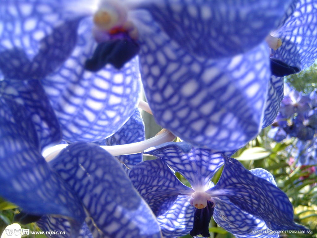 藍(lán)色蘭花