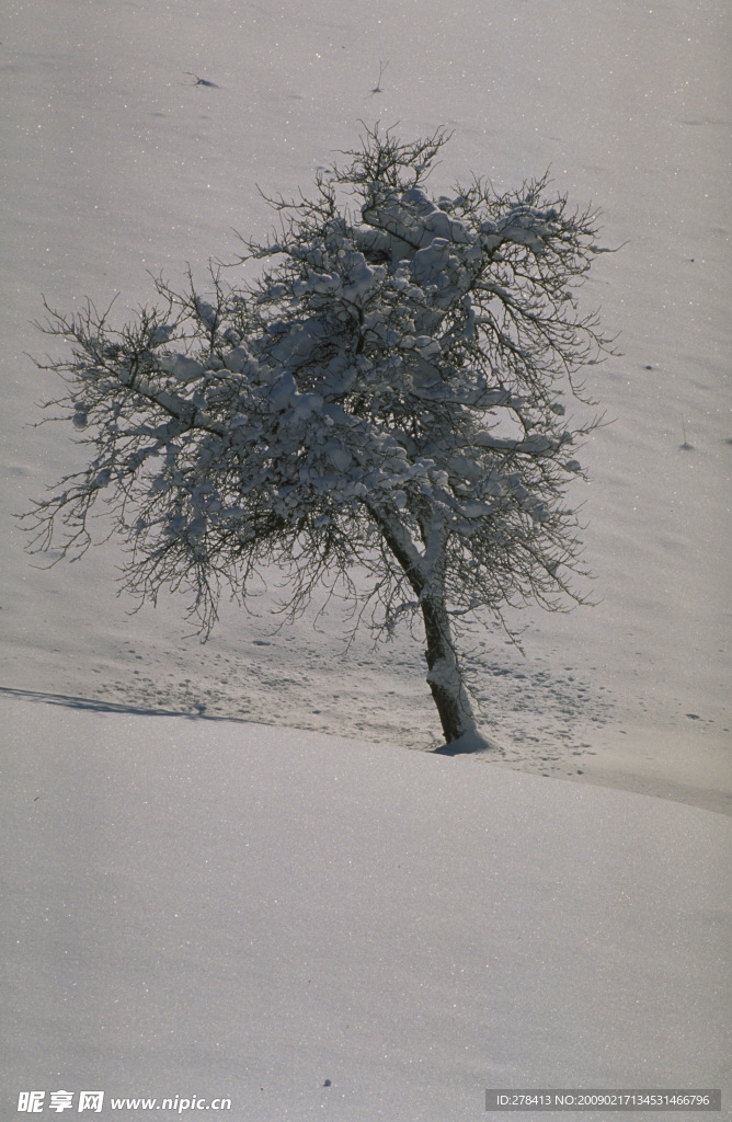 雪地上的小樹