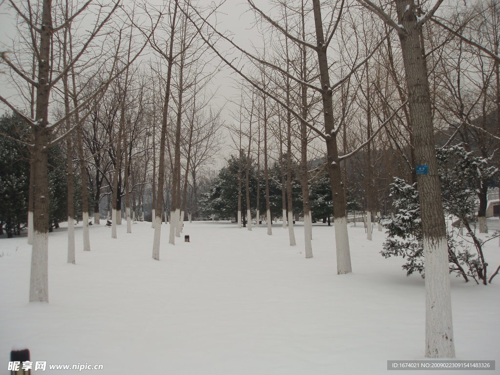 雪中樹林