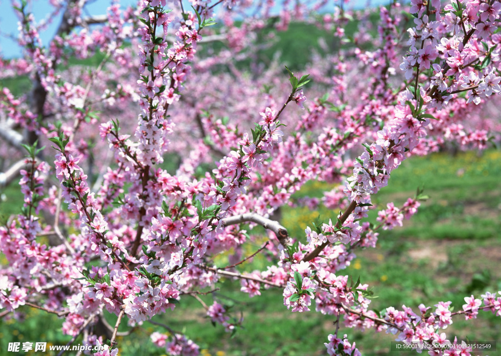 桃花