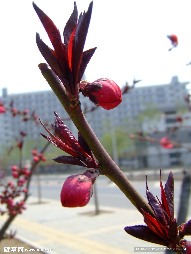 桃花