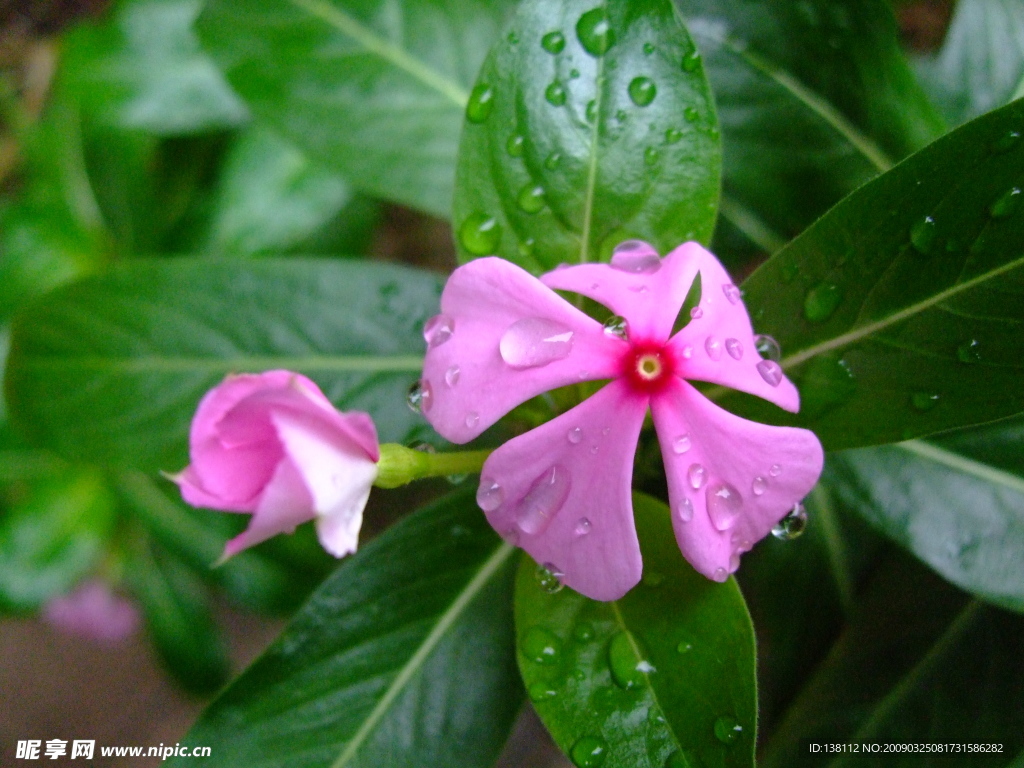 长春花（五瓣梅）