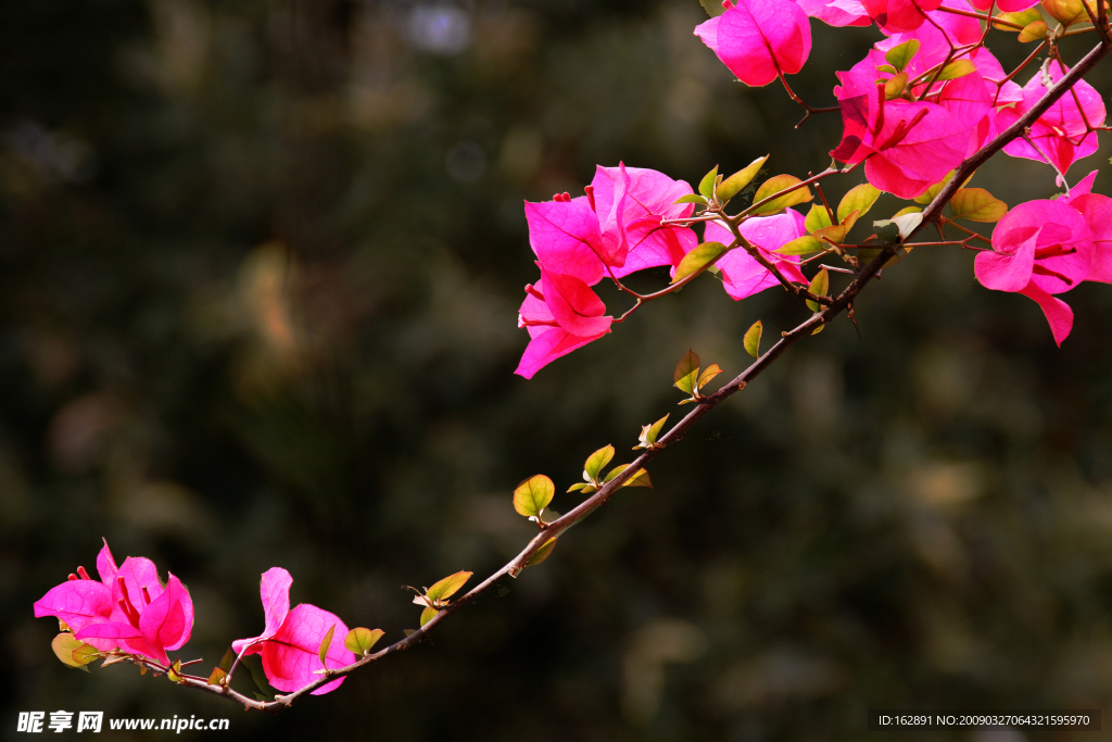 鮮花