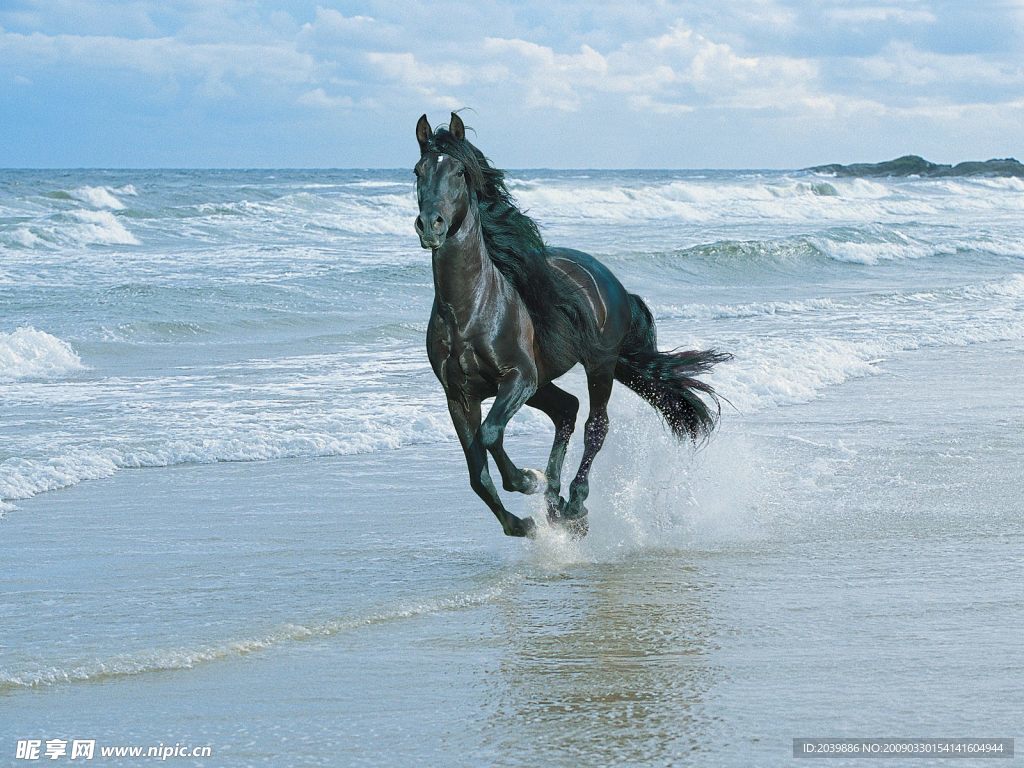 踏浪的馬