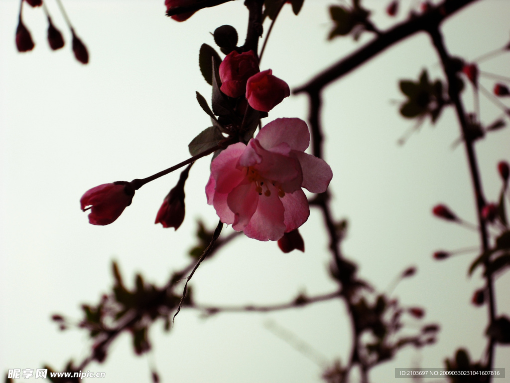 桃花