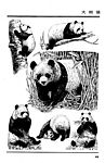 画兽谱45 大熊猫