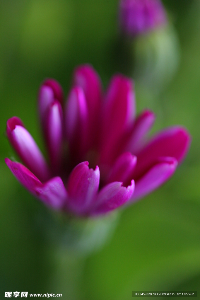 秋菊