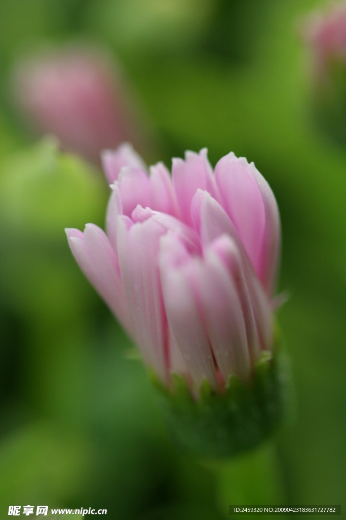 秋菊