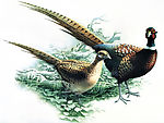 精美鳥圖