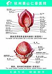 膀胱及男性尿道前列腺部