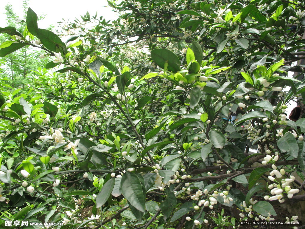 桔樹(shù)開(kāi)花